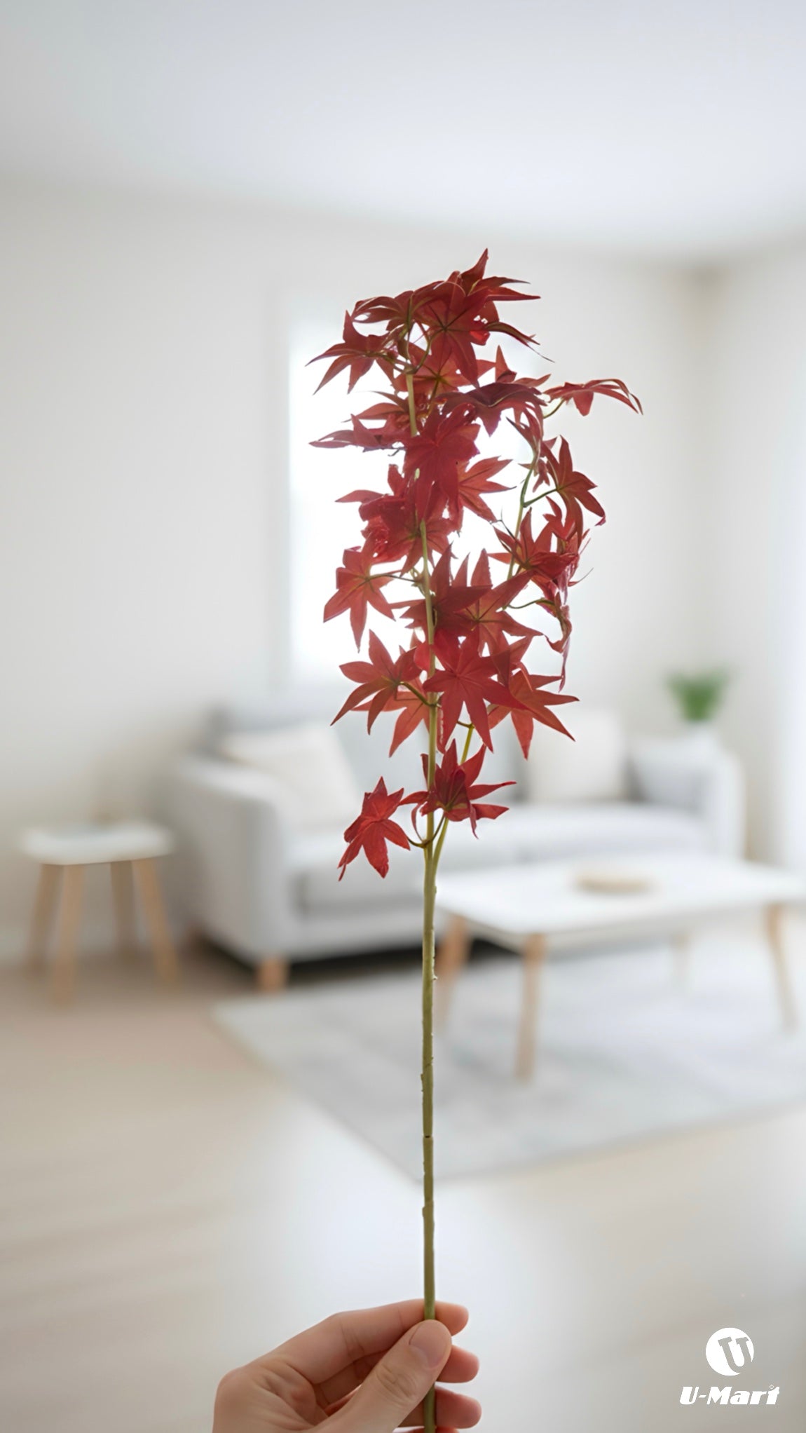 Single Maple Leaves Stem